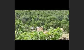 Imagem 4: VENDO FAZENDA 116 ALQUEIRES