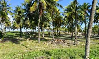Imagem 5: TERRENO PÉ NA AREIA - FRENTE MAR
