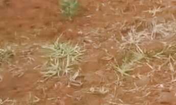 Imagem 5: Chácara cabeceiras