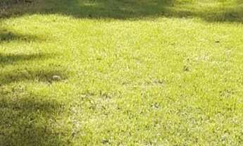 Imagem 7: Sitio com pomar e localização excelente