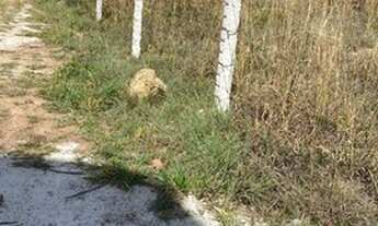 Imagem 3: Excelente lote Condomínio Estância dos Ipês Jardim Botânico