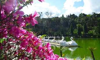 Imagem 7: Terreno - Bairro Dutra