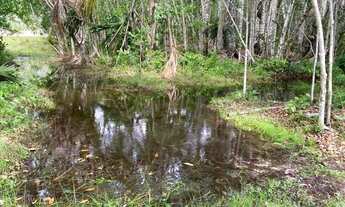 Imagem 3: Fazenda 200 hectares na AM 010 km 195 2.500.000