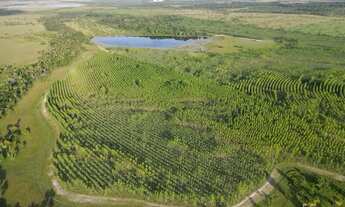 Imagem 7: Fazenadas em /Boa Vista/ Roraima 1.000 hequitares
