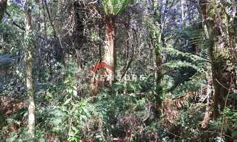 Imagem 4: Lote em Rua São Gotardo - São Bernardo - São Francisco de Paula/RS