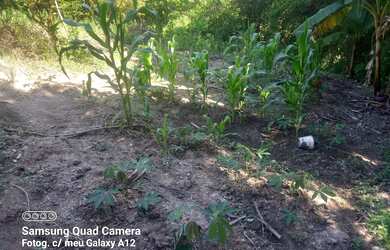 Imagem 3: Sítio a venda Chácara com venda por R$115.000