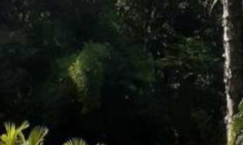 Imagem 6: Sitio com pomar e localização excelente