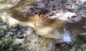 Imagem 5: Sítio - Excelente oportunidade! Vendo sítio 500 x 1.000mts (50 hectares) na BR-174