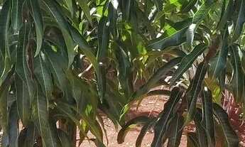 Imagem 4: Chácara com casa e piscina em Bonfinópolis