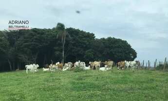 Imagem 6: Fazenda Produtiva à Venda em Tuiuti SP