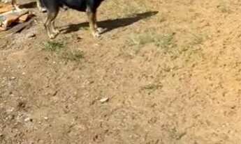 Imagem: Excelente Lote no SHSN CEILÂNDIA (aceito