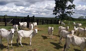 Imagem 2: Fazenda em Gurupi Tocantis