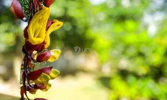 Imagem 3: FLORIANóPOLIS - Casa Padrão - Campeche