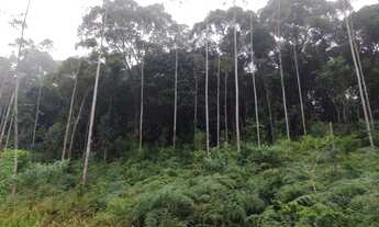 Imagem 4: Lindos 9 alqueires paulistas 577 mil reais