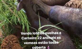 Imagem 7: Sitio proximo a barreira km2