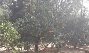 Imagem 7: Casa em Morro Grande