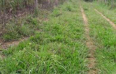 Imagem 3: Fazenda 50 hectares