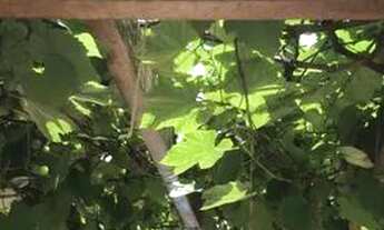 Imagem 6: EDUARDO . CASA EM CONDOMÍNIO NO EMBU-GUAÇU, LOCALIZADA NO CONDOMÍNIO FAZENDA DA ILHA