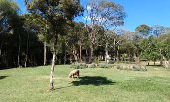 Imagem 4: Sítio 3hectares em Cambará do sul