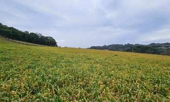 Imagem 6: Chacara com 30.000m² em Campo Magro Ideal para Plantio ou Lazer