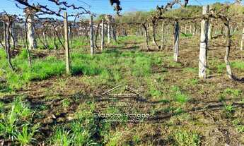 Imagem 3: Bento Gonçalves - Terreno Padrão - Vale dos Vinhedos