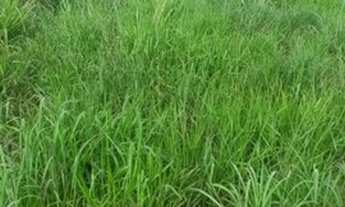 Imagem: Fazenda no sul Piauí para pecuária com