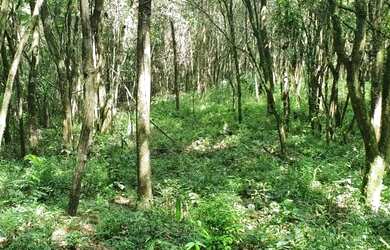 Imagem 6: Chácara em Campo Largo