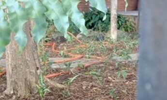 Imagem 4: SOBRADO - JARDIM - SP