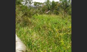 Imagem 4: Área com pastagem e agricultura(cacau e cajá