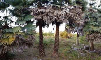 Imagem 3: Área em atins Terreno / lote com venda por R$7.000.000