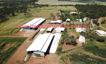 Imagem 4: Fazenda 11,26 alqueires - Pecuária leiteira - Uberlândia