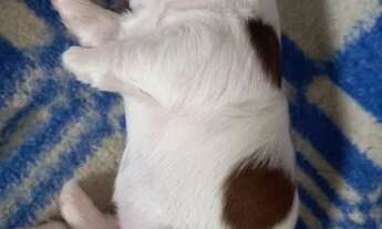 Imagem 4: Aluguel Bangalô Caldas Novas