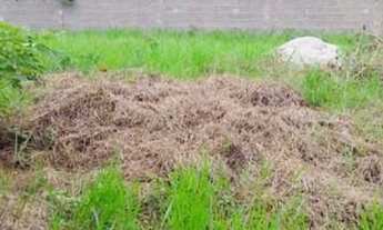 Imagem 2: DOIS LOTES MURADOS