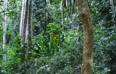 Imagem: Excelente terreno para venda em Vargem Grande