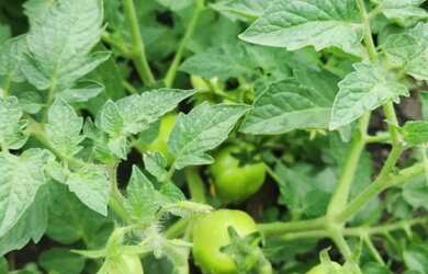 Imagem 3: Sítio Casa com 1 dormitório