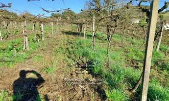 Imagem 7: Bento Gonçalves - Terreno Padrão - Vale dos Vinhedos