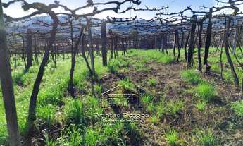 Imagem 2: Bento Gonçalves - Terreno Padrão - Vale dos Vinhedos