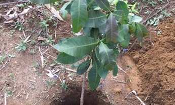 Imagem 5: Lote/Terreno para venda possui 375 metros quadrados em Area Rural de Sao Sebastiao - Brasí