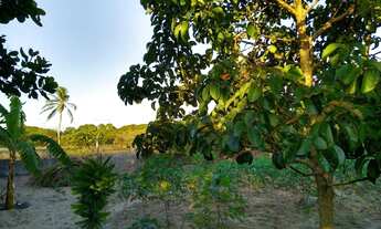 Imagem 5: Linda chácara com estrutura e excelente casa. Leia o anúncio