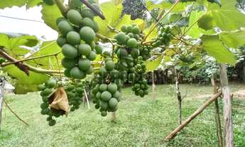 Imagem 4: Sítio com 2h, casa, galpão em Triunfo - Aceito casa em Canoas