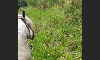 Imagem 6: Área com pastagem e agricultura(cacau e cajá