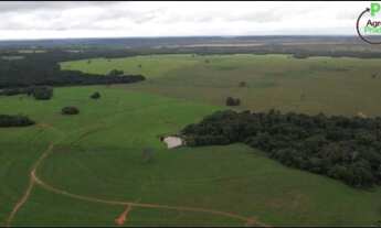 Imagem 3: Fazenda em Goiatins. 73 mil por alqueire