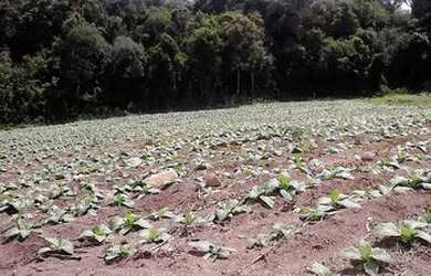 Imagem 2: VENDA DE CHÁCARA QUITANDINHA