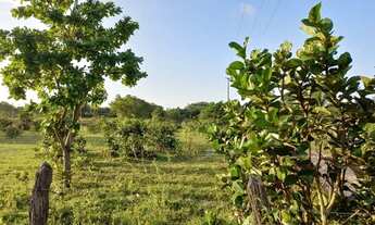 Imagem 3: Terreno próximo à lagoa do banana