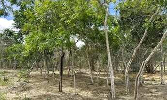 Imagem 5: ? ÁREA COM 5.000 MIL METROS QUADRADOS - ESQUINA, AVENIDA PRINCIPAL JÁ CERCADA!