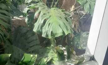 Imagem 4: QUER UMA CASA CLÁSSICA E BEM CONSTRUIDA?