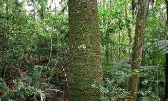 Imagem 6: Chácara de 4.686m² pertinho de Gramado