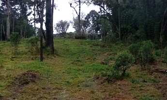 Imagem 4: CHACARA PARA A FAMILIA