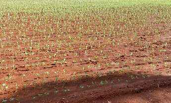 Imagem 7: Espetacular e Produtiva Fazenda 13.000 ha, em Canarana - MT