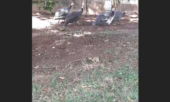 Imagem 5: Chacará em Franca